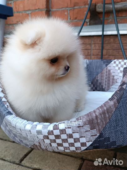 Мини девочка