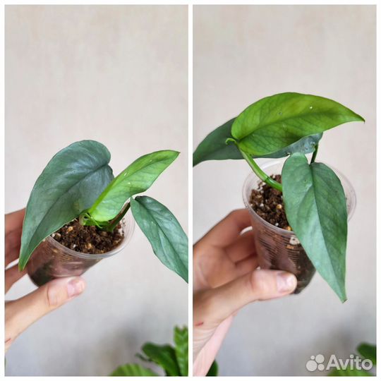 Комнатные растения