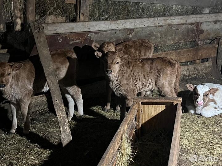 Телята бычки