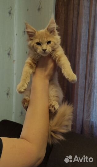 Котята мейн-кун
