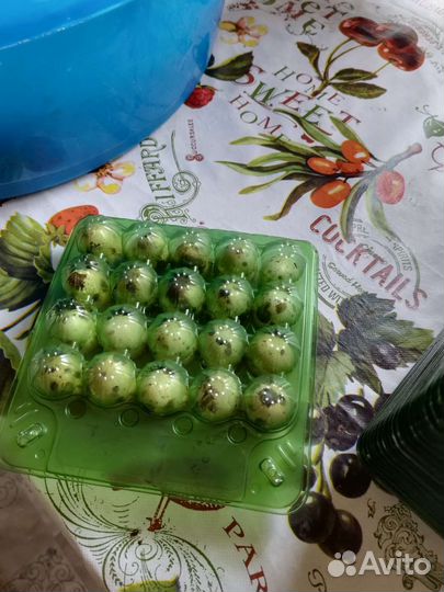 Каретки для перепилинных яиц