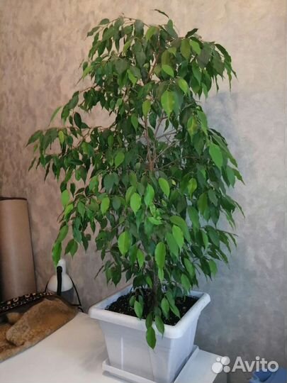 Фикус бенджамина