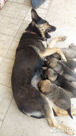 Немецкая овчарка