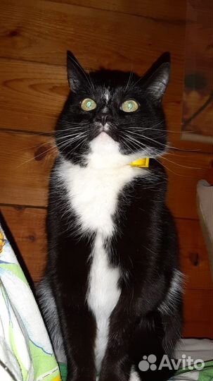 Электрокот отпугиватель грызунов