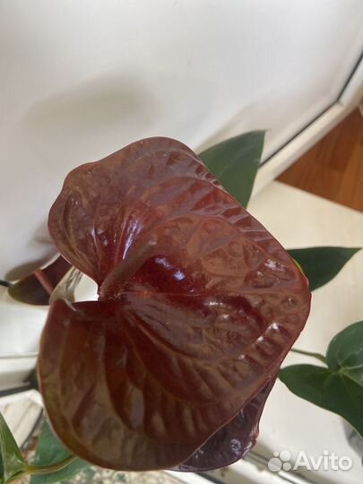 Антуриум эссенция