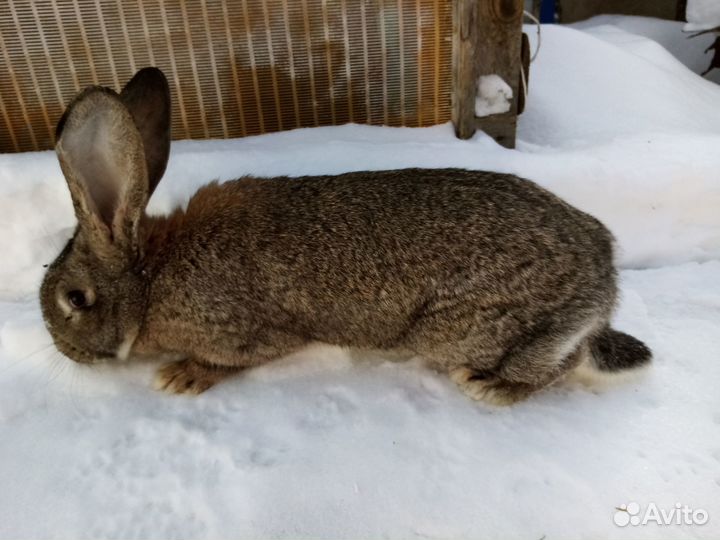 Кролик великан самец