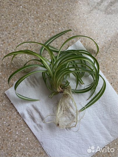 Хлорофитум кудрявый