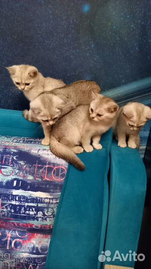 Британская серебристая шиншилла котята