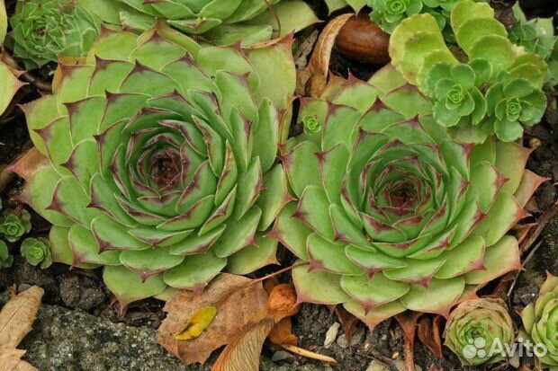 Молодило (каменная роза)