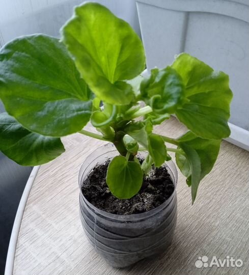 Бегония вечноцветущая