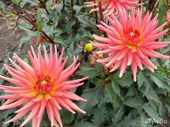 Клубни георгин оранжевых кустовых