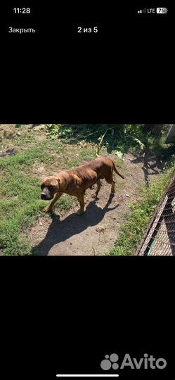 Алано эспаньол