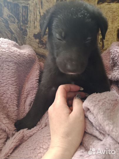 Восточноевропейская овчарка