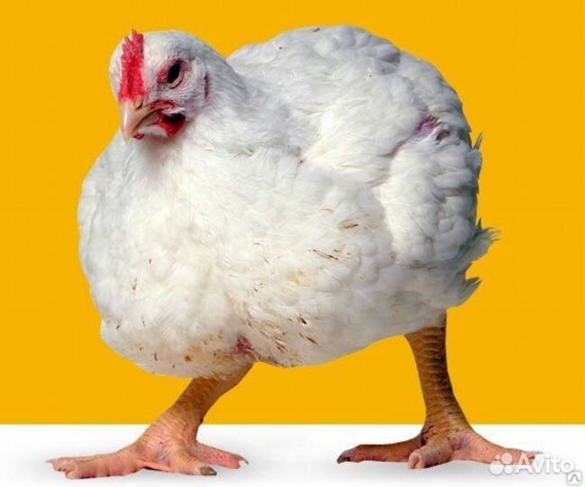 Инкубационное яйцо Cobb-500 (Кобб-500)