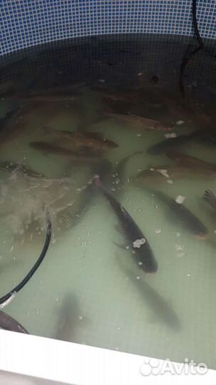 Живая рыба карп, сазан, толстолобик