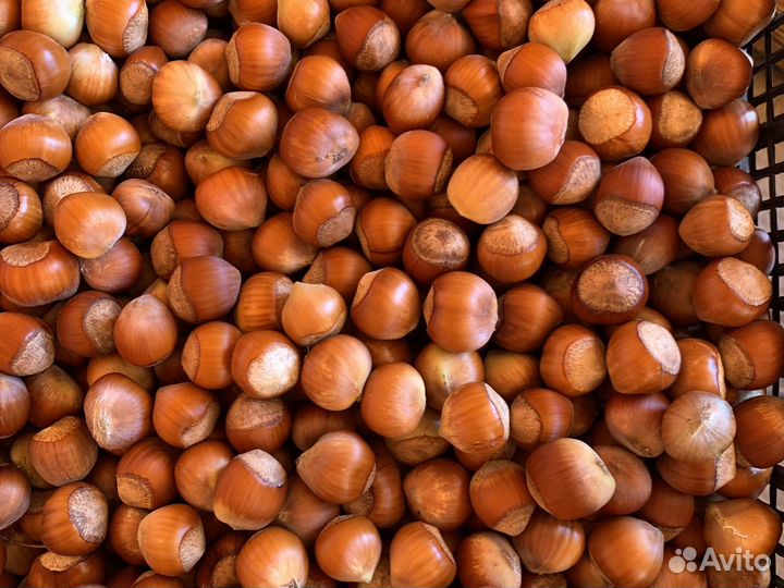 Орехи Фундука