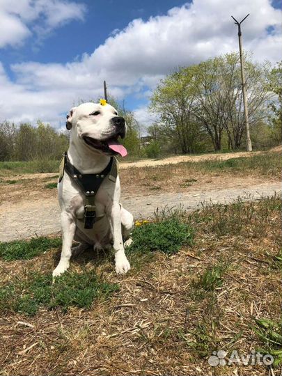 Собака, вязка