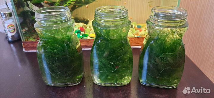 Роголистник