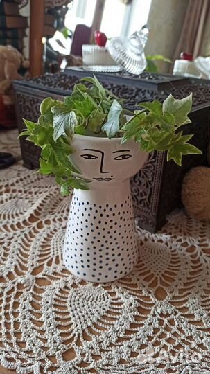 Плющ Хедера, Кротон,Эсхинантус мраморный