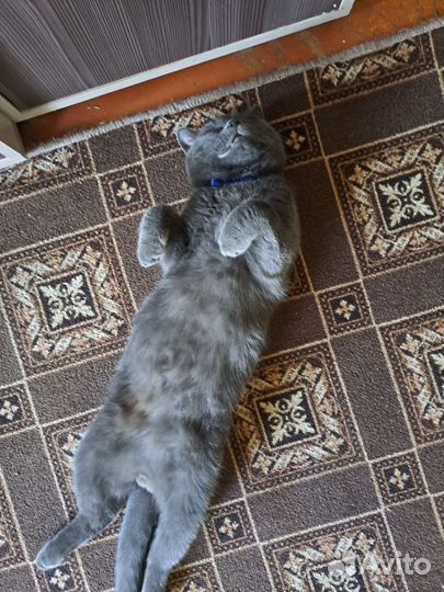 Кошка и кот в добрые руки