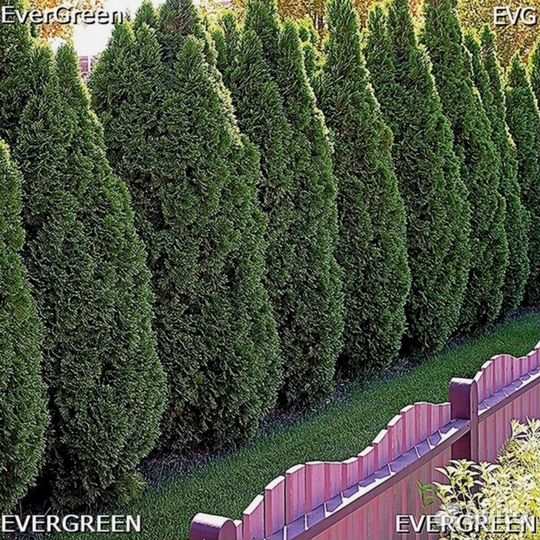 Туи премиум