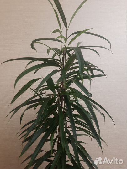 Комнатные растения. Фикус Бин Али