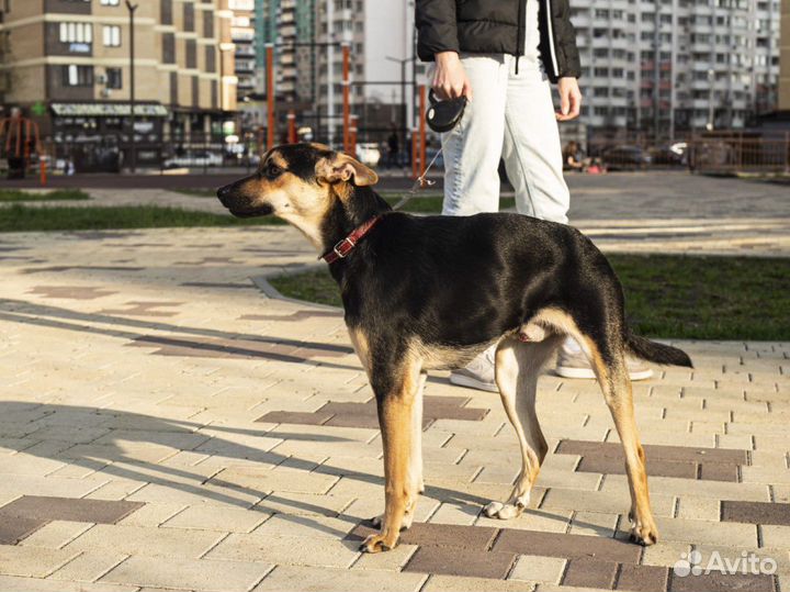 Собака в семью