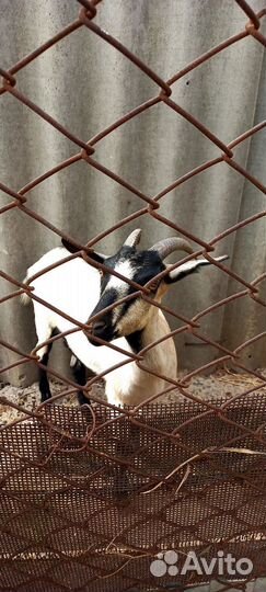 Зааненские козы дойные, нубийка