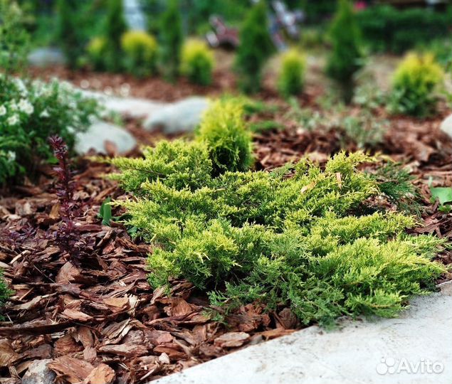 Кора лиственницы для мульчи