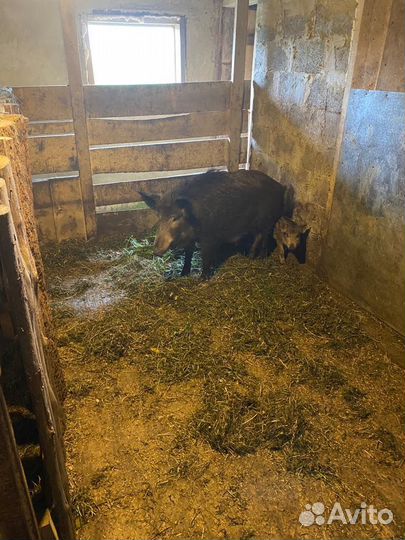 Поросята дикого кабана