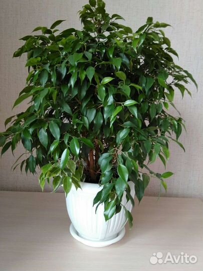 Фикус Бенджамина