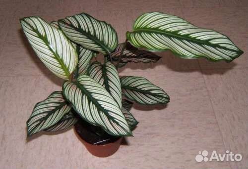 Калатея white fusion