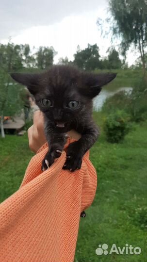 Котята в добрые руки бесплатно