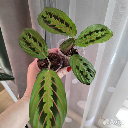 Аглаонема, маранта