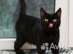 Молоденькая кошечка Чили, 2 года