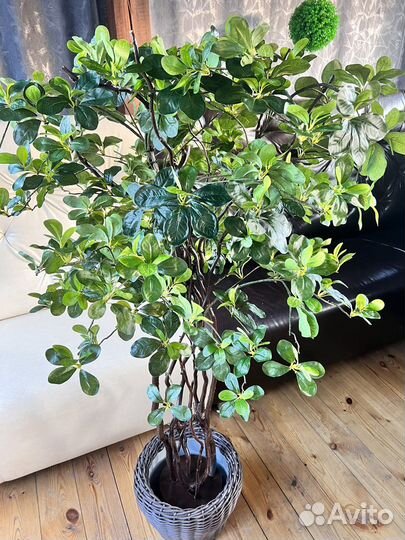 Шефлера Искусственное дерево Фикус Пальма