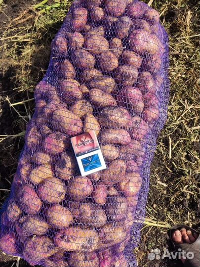 Картофель опт