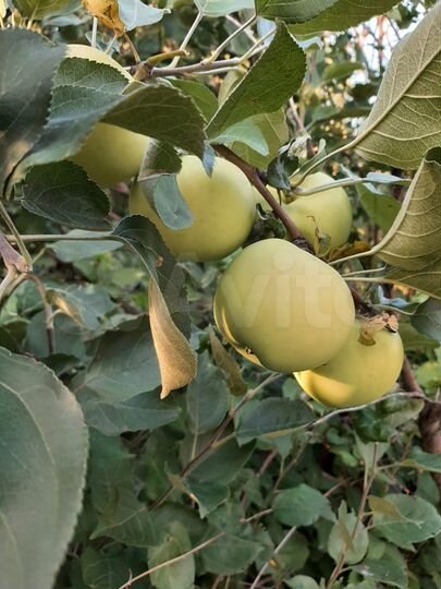 Дача 45 м² на участке 5 сот.