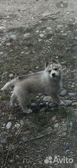 Отдам щенков