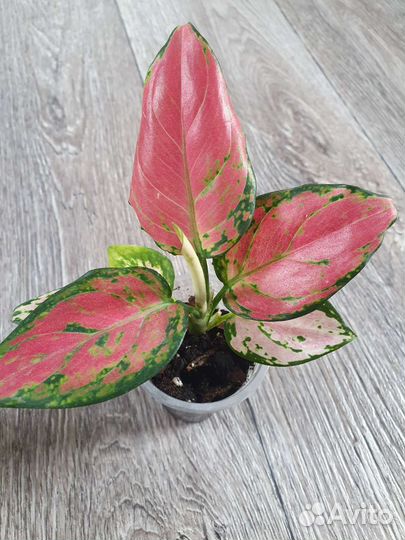 Детки аглаонем