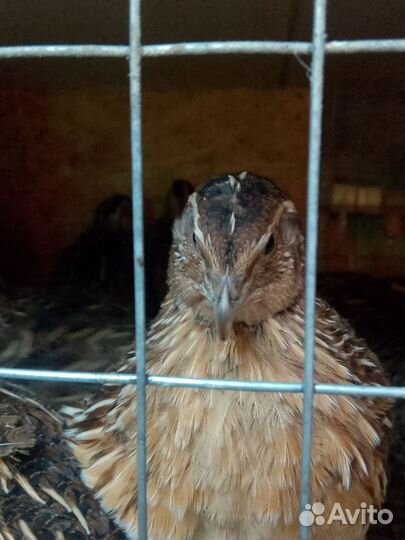 Перепёлки несушки