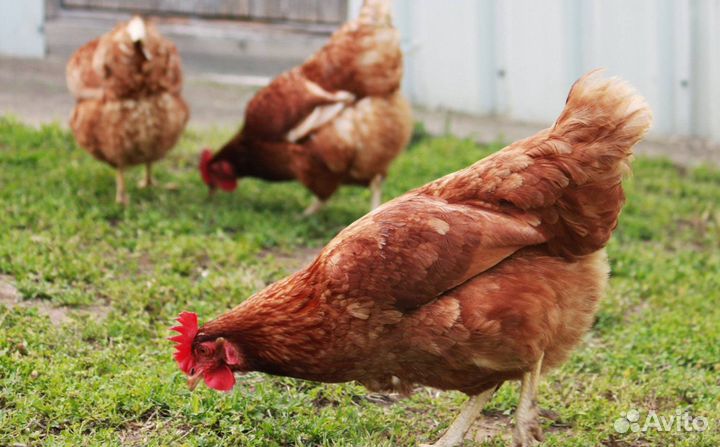 Куры молодки несушки