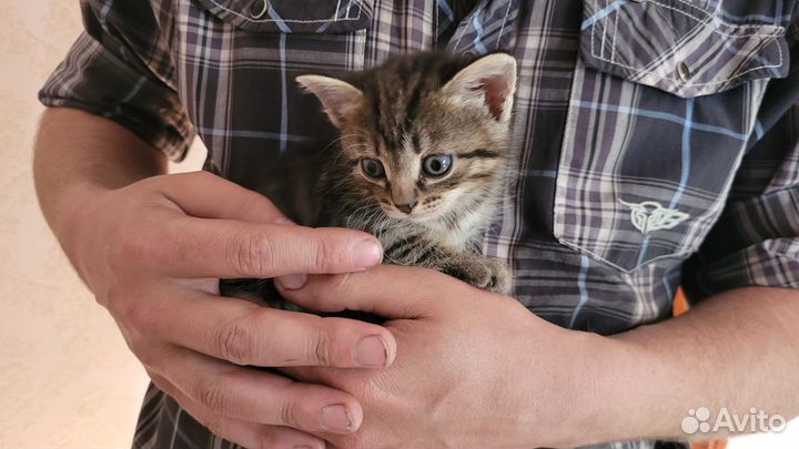 Самые милые котята в мире - бесплатно