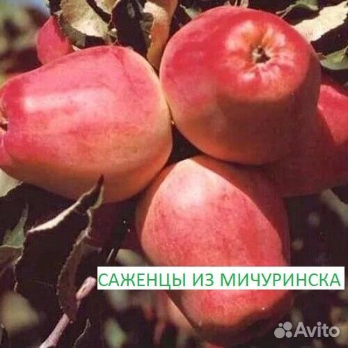 Саженцы на осень с бесплатной доставкой