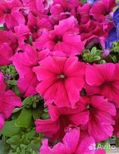 Рассада помидор, перцев,баклажан, и цветов