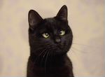 Косоглазый черный котик