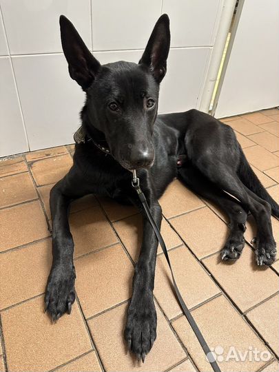 Собака в добрые руки