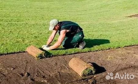 Продажа Рулонного газона