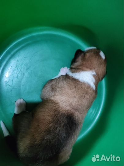 Собака в добрые руки отдам бесплатно