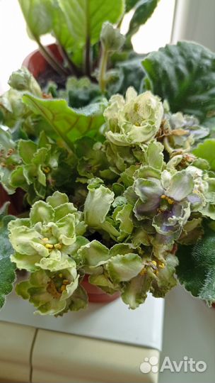 Фиалка черенки с корнями